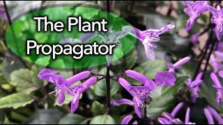 Propagation of Plectranthus using cuttings [upl. by Ylsel]