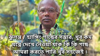 ঝুলন্ত  হ্যাঙ্গিং গাছের সম্ভার খুব কম যত্নে দেখে নেওয়া যাক কি কি গাছ আমরা করতে পারি খুব সহজেই । [upl. by Atteroc]