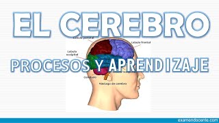 EL CEREBRO PROCESOS DE APRENDIZAJE  examen docente [upl. by Aynor258]