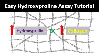 Hydroxyproline Assay Explained The Ultimate Method to Determine Collagen Content [upl. by Ardien]