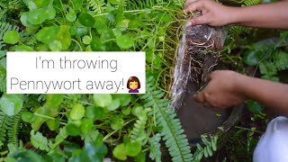 Pennywort is a Villain 😐 Replanting Biotopsmall pond budget gardening  water plants  Malayalam [upl. by Akenom]