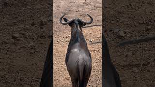 Wildebeest Calling 🎶🎶🐃 nature animals africa [upl. by Lindsley475]