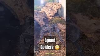 Vogelspinnen Schnell😳spinne tarantulas [upl. by Witha]