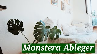 Monstera Ableger schnell und einfach selber machen I Pflanzen Ableger I 2020 [upl. by Arrat]