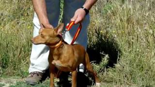 podenco andaluz de santo cristo [upl. by Nandor395]