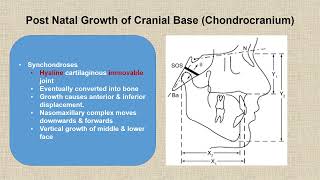 Craniofacial Growth amp Development 2 [upl. by Dianne]