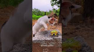 Frog I’m no pushovercat kitten funnycats funnyanimals funnypets [upl. by Jandel]