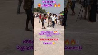 G S R bulls powerful bulls చత్రపతిyiutube short videoyoutube Triending videosubscribe🔔midhun [upl. by Cordelia]