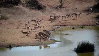 Impala  Victoria Falls Safari Lodge Zimbabwe [upl. by Dlorad467]