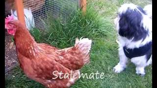 Chicken Vs Dog  FIGHT [upl. by Downes]