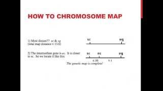 Linked genes and chromosome mapping [upl. by Tnomed]