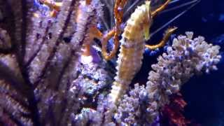 Zias ICONIC SEAHORSE AQUARIUM [upl. by Agiaf]