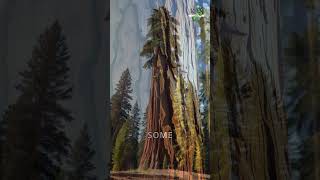 The Incredible Giant Sequoias Natures Towering Giants [upl. by Eilasor812]