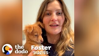 Puppy Has No Idea Her Foster Mom Is Stuck In Quarantine  The Dodo Foster Diaries [upl. by Lucho561]