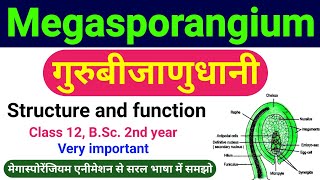 गुरुबीजाणुधानी  megasporangium in hindi  guru bijanu dhani  Structure the Ovule class 12 biology [upl. by Archibold]