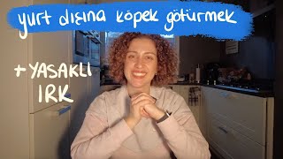 Köpeğinizi Yurt Dışına Nasıl Götürürsünüz [upl. by Hodgkinson]