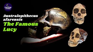 Australopithecus afarensis The Famous Lucy  From Dinosaurs to Early Primates  Human Evolution [upl. by Ennovart]