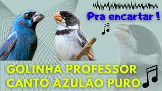 canto golinha professor azulão puro pra encarte ✅ [upl. by Irrehc]