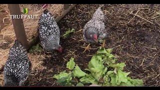 Prendre soin de ses poules pendant les vacances  Truffaut [upl. by Miko]