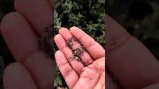 How I collect Bhringraj Seeds [upl. by Arimas361]