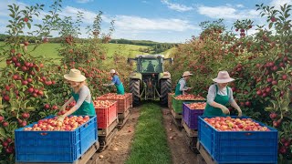 How to Grow Millions of Apple Trees Seedling Production Harvesting and Processing [upl. by Darce]