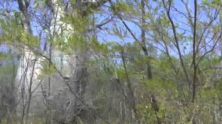 Baobab trees in Australia [upl. by Eesac]