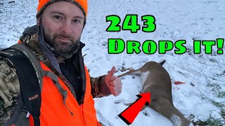 243 Rifle Deer Hunting  Deer Drops In ITS TRACKS [upl. by Analeh510]