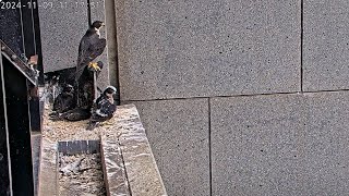 367 Collins St Falcons Mum Protects Chicks as Fledge Day Approaches 🐥🐥🐥 2024 Nov 9 [upl. by Casta234]