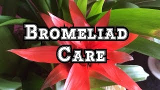 Bromeliad Care Growing Guzmania Bromeliads Indoors in Beautiful Displays [upl. by Jamin958]