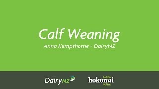 Calf Weaning  Anna Kempthorne DairyNZ [upl. by Anehc]