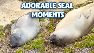 Neil the seal compilation [upl. by Bechler]