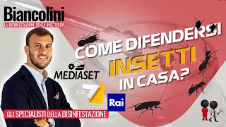 ❓Insetti in casa come difendersi❓ [upl. by Akierdna]