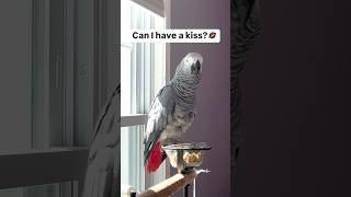 Symon says Gimme a big KISS💋talkingparrot africangrey birds parrot pets kisses kiss cute [upl. by Kenney273]