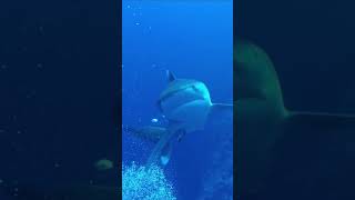 Know Your Whitetip Shark scubadiving shark pelagic [upl. by Veejar]