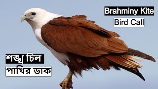 শঙ্খ চিল পাখির ডাক  Brahminy Kite Bird Call  Brahminy Kite Sound  Chil Pakhir Dakwildindiamit [upl. by Edia116]