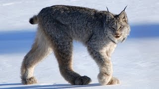 CANADIAN LYNX  Amazing Animal Species [upl. by Akeme]