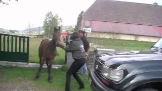 Sauvetage 3 chevaux à Neuchâtel CH [upl. by Neenaj139]