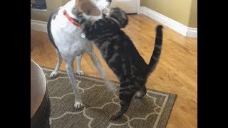 treeing walker coonhound vs cat [upl. by Yr]