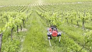 Exploring Denbies Vineyard in DorkingSurrey UK with the UKRI FLF RoboHike team [upl. by Iaj]