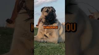 Kangal Vs Kangourou – Qui va gagner 😎 dog short [upl. by Telfore]