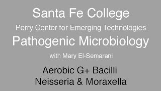 SFC Pathogenic Microbiology Aerobic G Bacilli Neisseria and Moraxella [upl. by Persis]