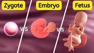 Zygote Embryo Fetus  How Gestational Age is Measured [upl. by Pyszka]