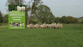 First Steps in BORDER COLLIE SHEEPDOG TRAINING  teaching herding dogs [upl. by Pauletta858]