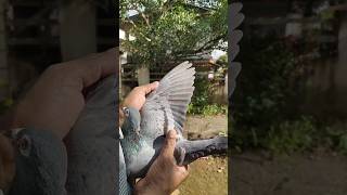 Beautiful pingeon in the world kabutars birds Anasloft youtubeshorts trending shorts video [upl. by Hait]