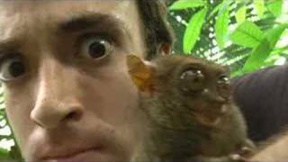 My Pet Monkey  Philippine Tarsier Smallest in the world [upl. by Lyrac]