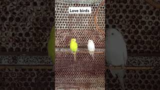 Love Birds nainmatakka babyjohnfirstsingle varundhawan diljitdosanjh atlee [upl. by Abernon]