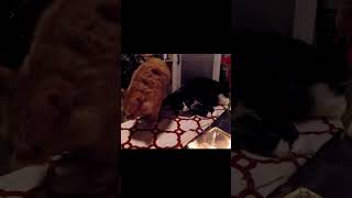 Charlie Tells CAT to Stop Farting funnycats catlover cats pets funny lol catoftheday farts [upl. by Thecla]