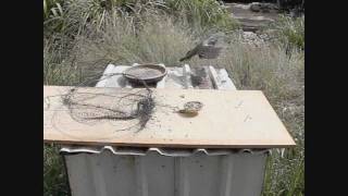 How to Make a Bird Trap  that actually works [upl. by Teodorico]