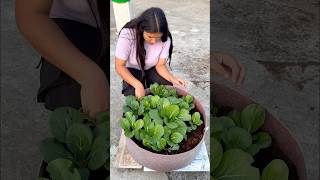 Growing winter vegetables vegetables winter youtubeshorts [upl. by Leasia]