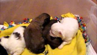 daisy dog puppies for sale some call them teddy bears FuzzyWuzzyPoo puppies [upl. by Dorina]